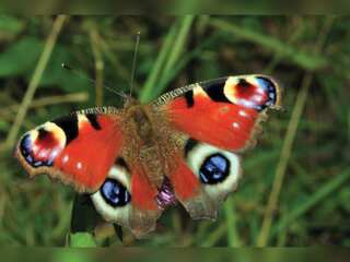 WION Climate Tracker: Conservationists say butterfly numbers 'worryingly low'