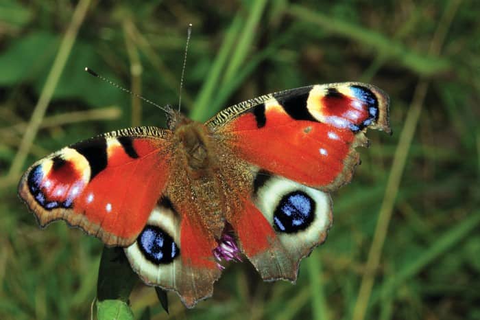 WION Climate Tracker: Conservationists say butterfly numbers 'worryingly low'