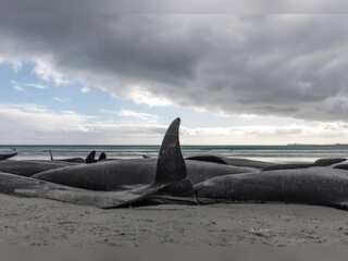 WION Climate Tracker: Pilot whales die in New Zealand after being stranded on beach
