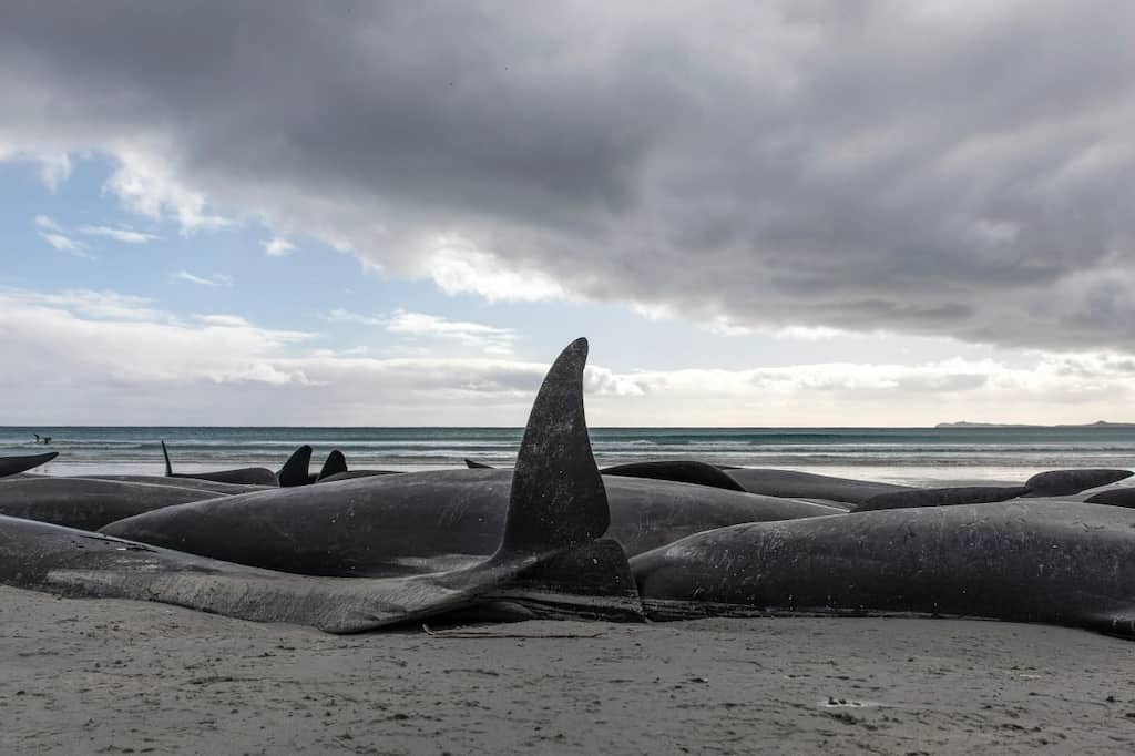 WION Climate Tracker: Pilot whales die in New Zealand after being stranded on beach