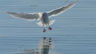 Microplastics found in 75% of New Zealand's fish; 90% of seabirds face extinction