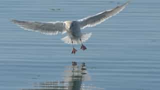 Microplastics found in 75% of New Zealand's fish; 90% of seabirds face extinction