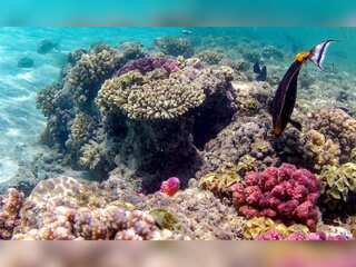 Researchers dive to study coral reefs along Egypt's Rea sea coast