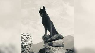 Indian Army’s assault dog 'Zoom' succumbs to gunshot injuries sustained in terror operation