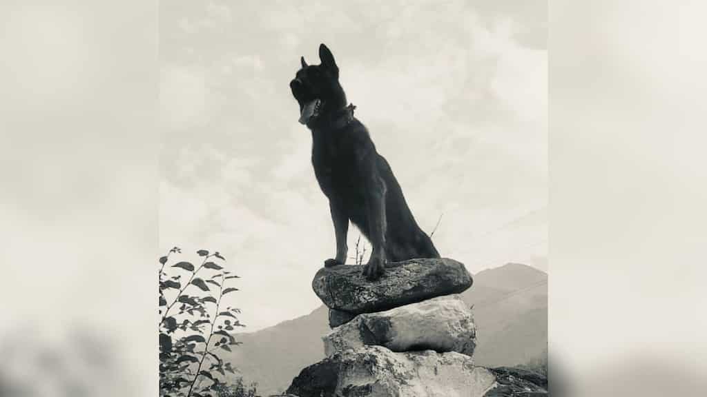 Indian Army’s assault dog 'Zoom' succumbs to gunshot injuries sustained in terror operation