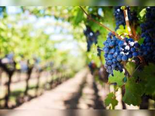 WION Climate Tracker | Climate Change: A boon for winemakers
