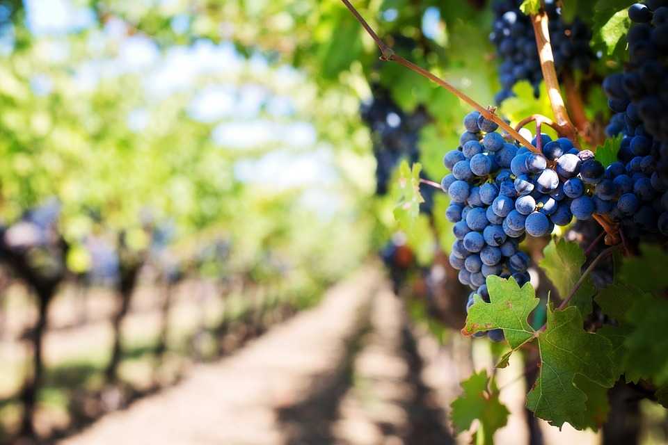 WION Climate Tracker | Climate Change: A boon for winemakers