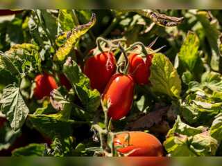 WION Climate Tracker | California grapples with low tomato production, drought forces early harvest