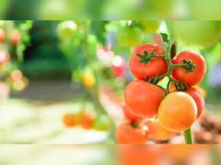 Gravitas: California grapples with low tomato production
