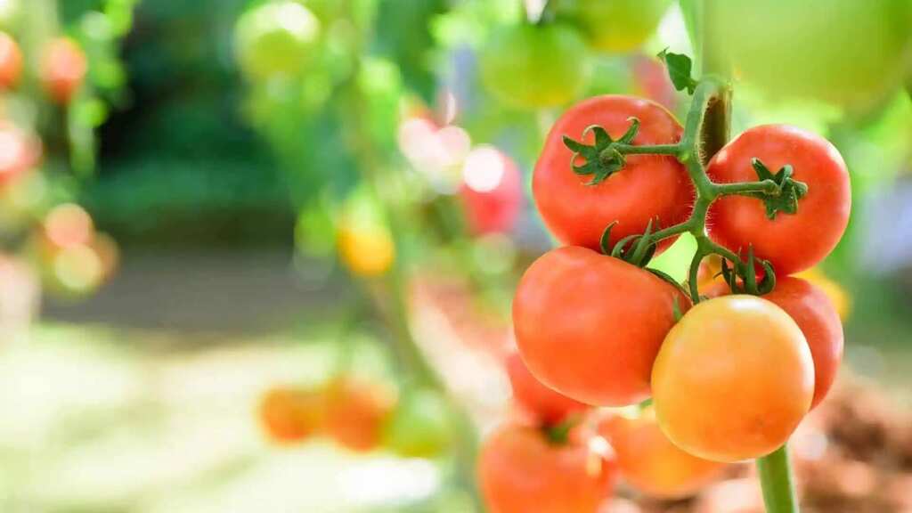 Gravitas: California grapples with low tomato production