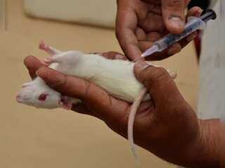WION Fineprint | Scientists create human-rat hybrid brain!