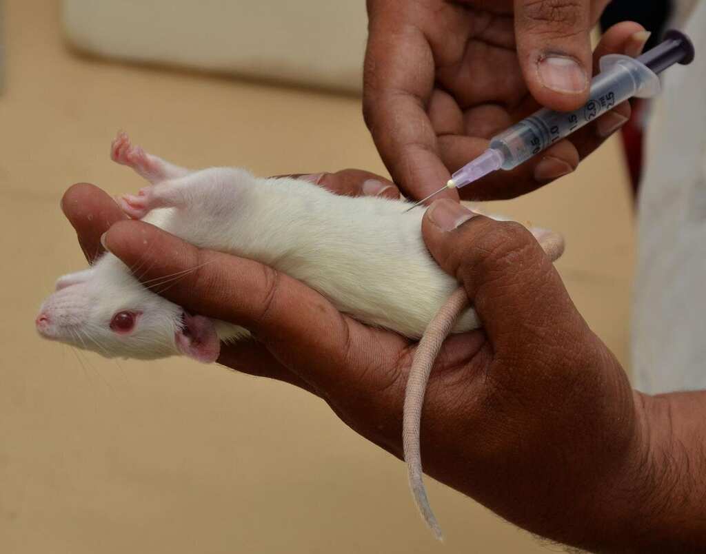 WION Fineprint | Scientists create human-rat hybrid brain!