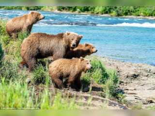 WION Climate Tracker: Scientists conducting studies on bears' metabolism