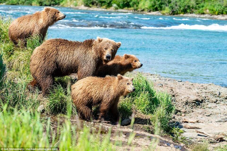 WION Climate Tracker: Scientists conducting studies on bears' metabolism