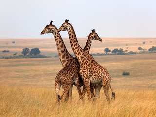 WION Climate Tracker: World Wildlife fund highlights 10 priority areas