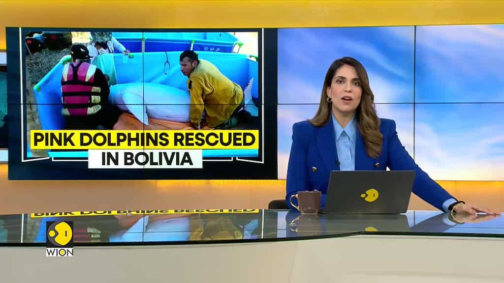WION Climate Tracker: Pink dolphins rescued in Bolivia