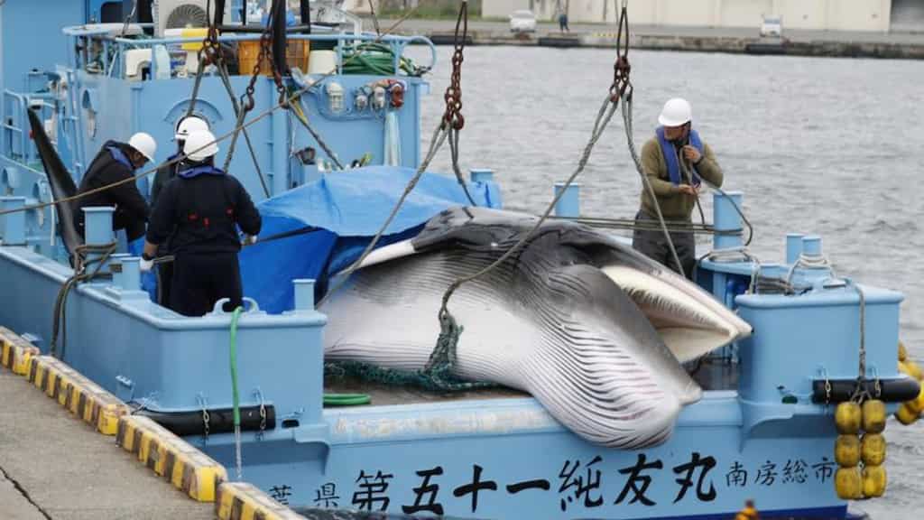 Antigua and Barbuda proposes to overturn decades-old ban on commercial whaling