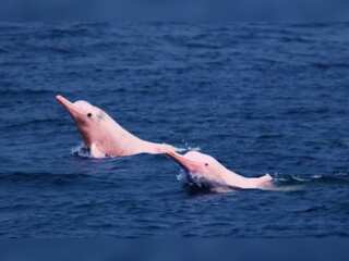 WION Climate Tracker: Pink dolphins rescued in Bolivia