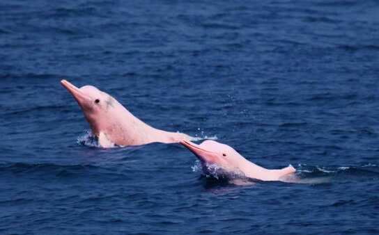 WION Climate Tracker: Pink dolphins rescued in Bolivia