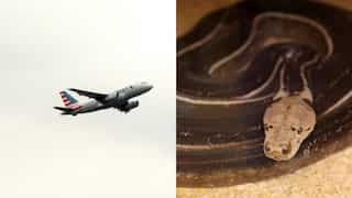 United Airlines passengers find snake on plane as it lands at Newark Airport