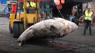 WATCH | Giant sunfish found last year believed to be the world's heaviest bony fish