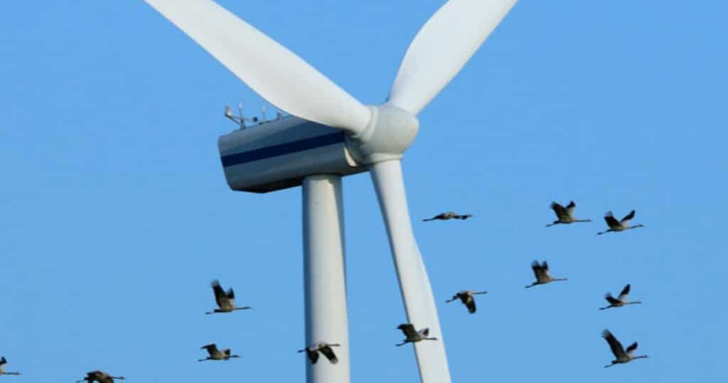 WION Climate Tracker: Argentina: Windmills could kill birds