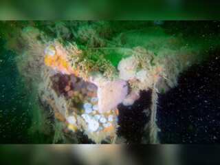 WION Climate Tracker: Study: WWII German vessel shipwreck is polluting North Sea