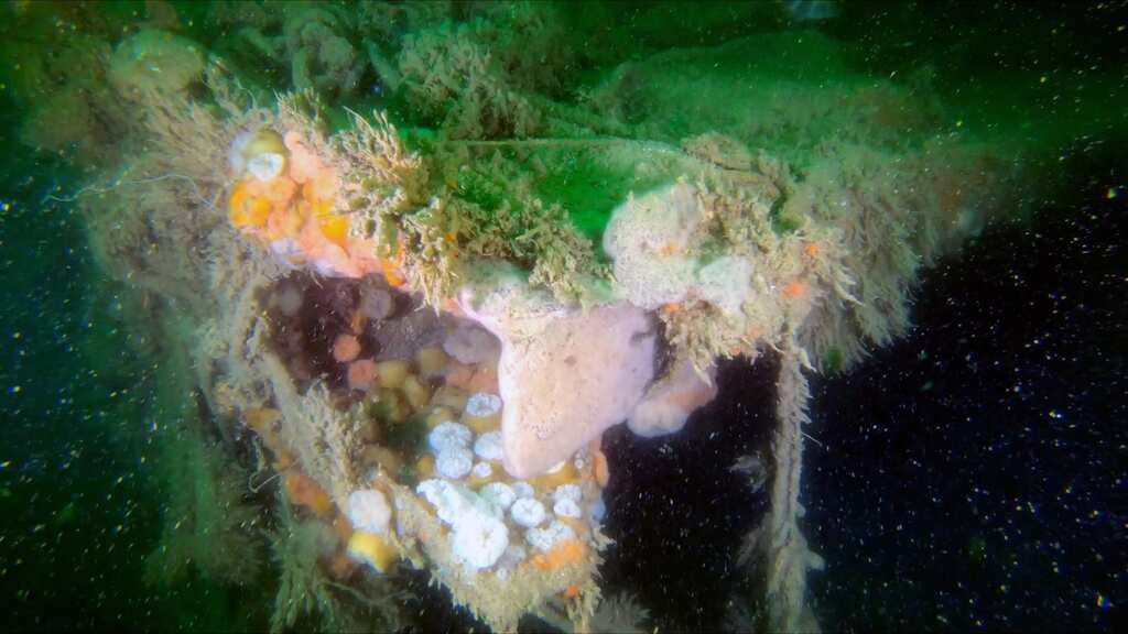 WION Climate Tracker: Study: WWII German vessel shipwreck is polluting North Sea