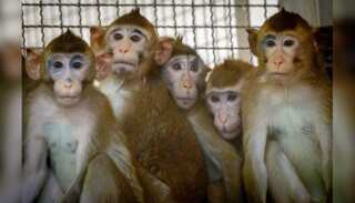 WION Fineprint | Medical Research suffers from China's Monkey export ban