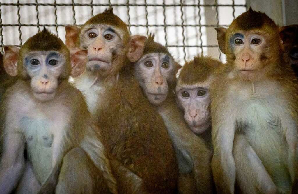 WION Fineprint | Medical Research suffers from China's Monkey export ban