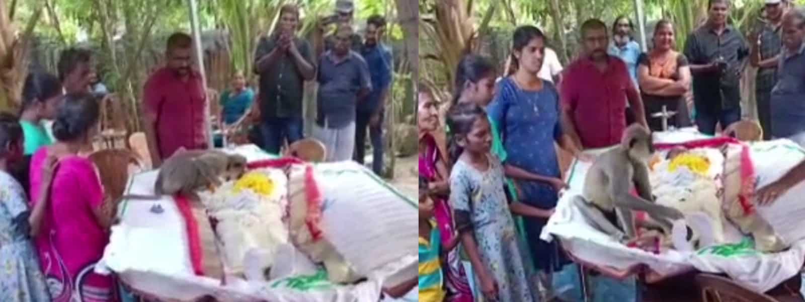 Viral Video: Monkey shows up at funeral of 'human companion', seen nudging him Viral Video: Monkey shows up at funeral of 'human companion', seen nudging him