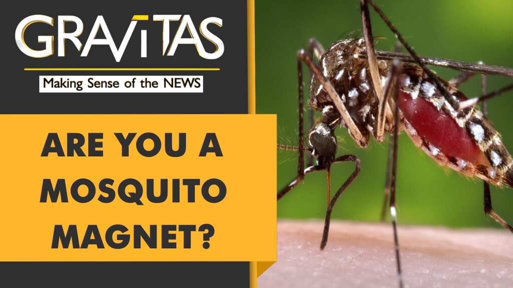 Gravitas: Do you get bitten by mosquitoes more than others?