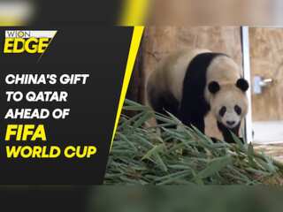 Pandas from China arrive in Qatar ahead of FIFA World Cup