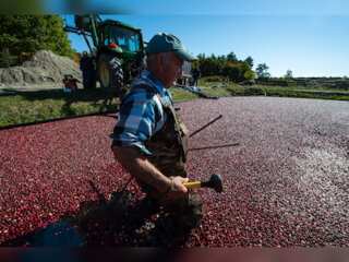WION Climate Tracker: Cranberries threatened by increasing heat; US farms prepare for harvest