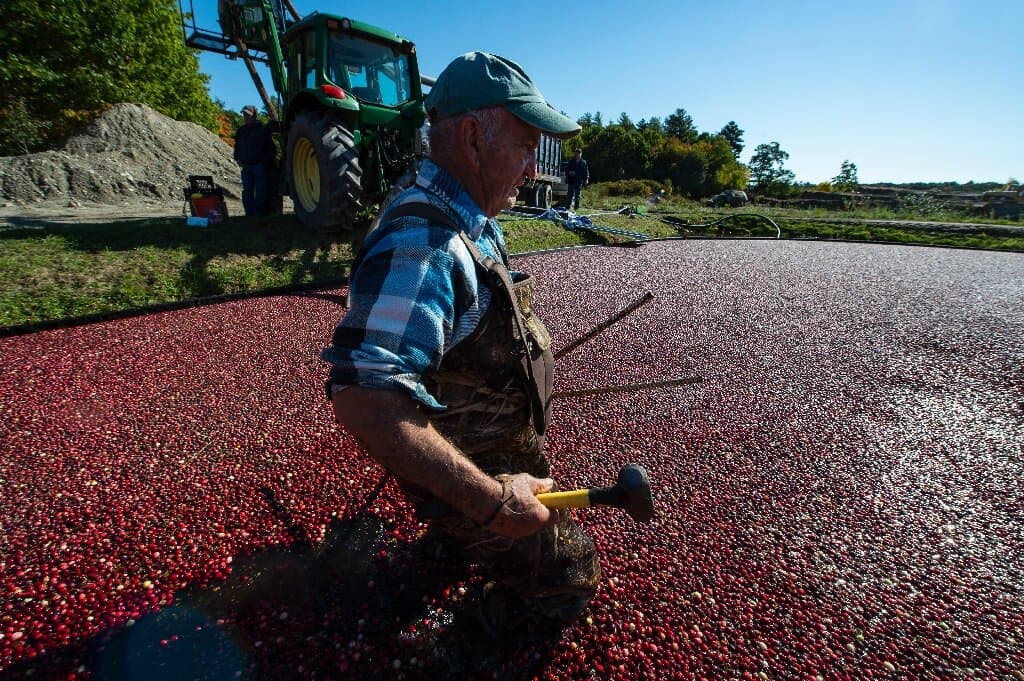 WION Climate Tracker: Cranberries threatened by increasing heat; US farms prepare for harvest