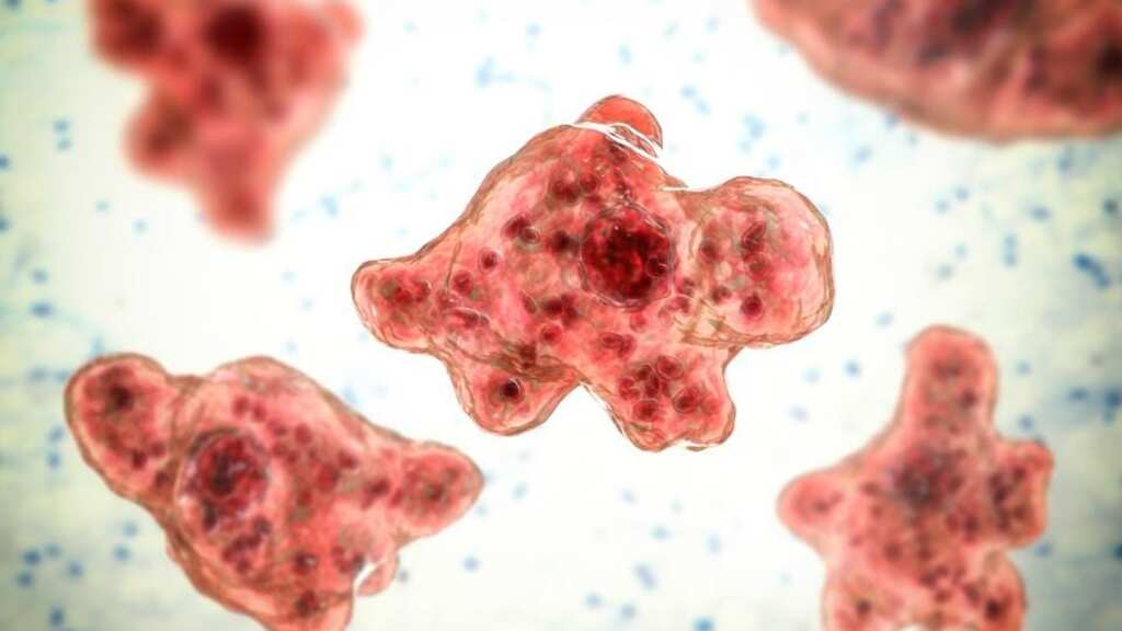 US: Boy dies after exposure to rare brain-eating amoeba, likely infected at Lake Mead