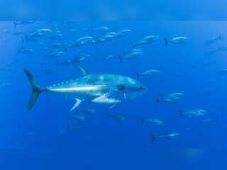 WION Climate Tracker: Protected marine reserve in Hawaii boosts Tuna population in Pacific Ocean