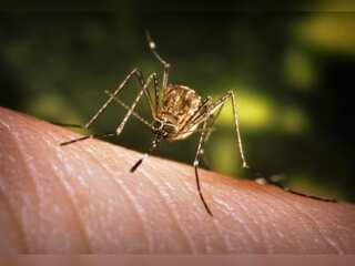 WION Climate Tracker: Australia at risk of Japanese Encephalitis outbreak?