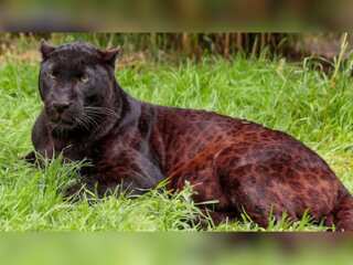 WION Climate Tracker: UK's last captive black leopard Zoysa dies at Exmoor Zoo on his birthday