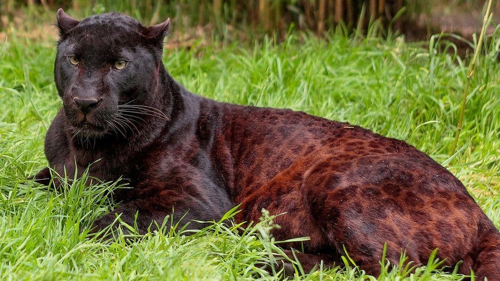 WION Climate Tracker: UK's last captive black leopard Zoysa dies at Exmoor Zoo on his birthday
