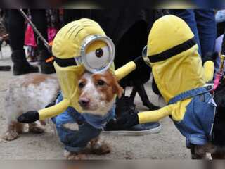 Dogs dress in celebrity-themed costumes as they parade in New York for Halloween