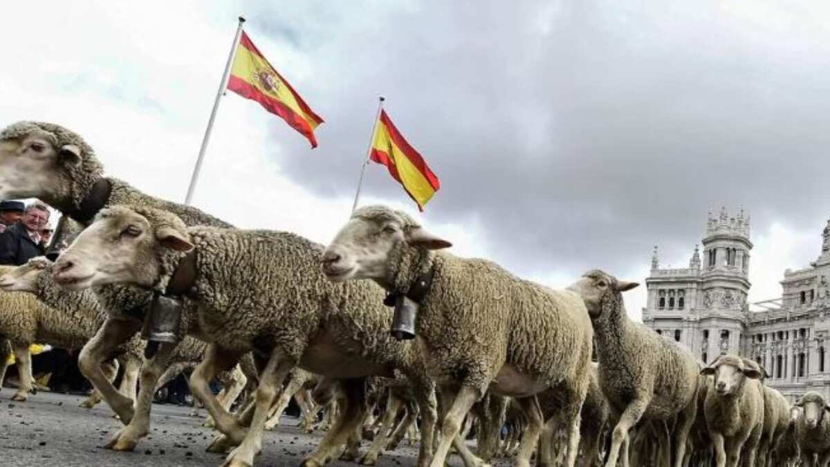 Hundreds of sheep waltz through the Spanish capital. Here's why.