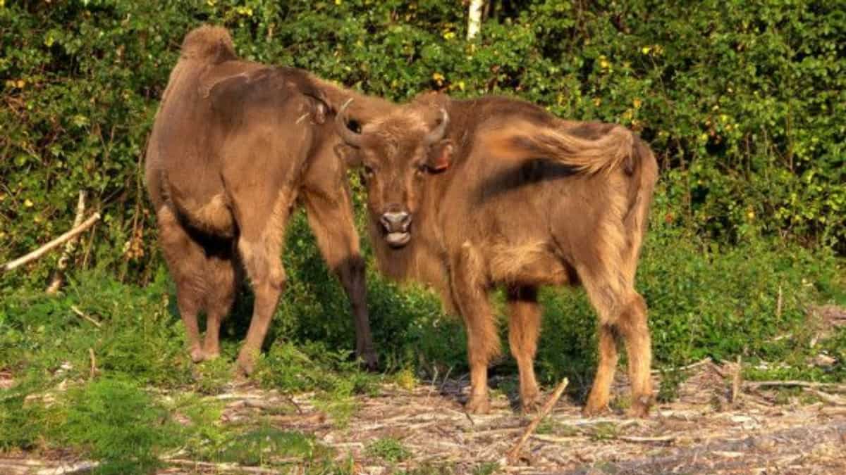 First wild bison born in the UK for millennia after an ‘unexpected’ pregnancy