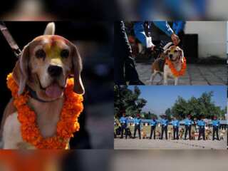 In pics | Dogs celebrated and cherished in Nepal during this special festival