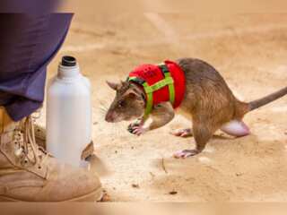 Rats with backpacks could help rescue earthquake survivors trapped under debris