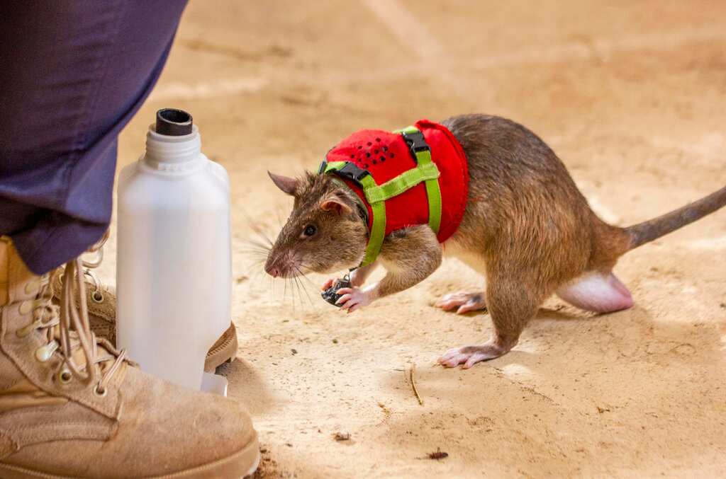 Rats with backpacks could help rescue earthquake survivors trapped under debris