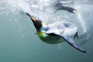 Emperor penguins declared threatened species by US due to existential risk