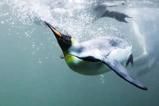 Emperor penguins declared threatened species by US due to existential risk