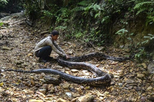 Body of 54-year-old woman found inside stomach of seven-metre long ...