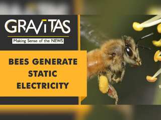 Gravitas: Can insects affect the weather?